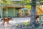 Main Lodge - Wild Horses